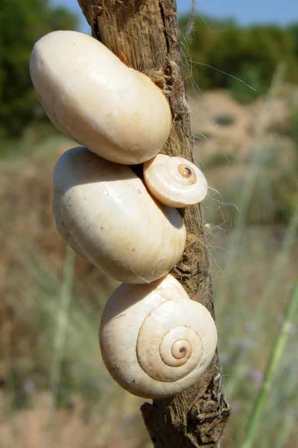 Da Creta: Theba pisana ?